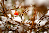 Sample-Gallery-Nature
